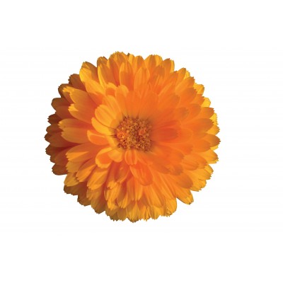 Sticker autocollant Fleur orange 75x77 cm