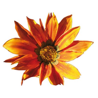 Sticker autocollant Fleur orange 74x92 cm