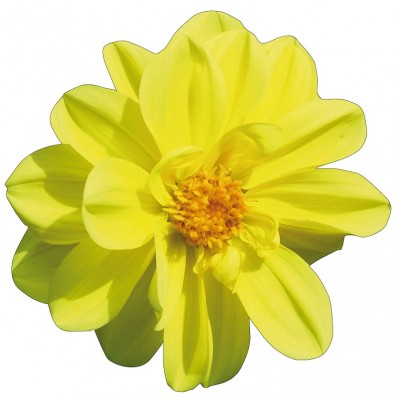 Sticker autocollant fleur jaune 60x61 cm