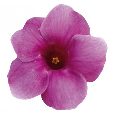 Sticker autocollant Fleur violette 50x48 cm