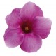 Sticker autocollant Fleur violette 50x48 cm