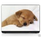 Sticker pc portable laptop skin petit Chiot 