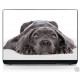 Sticker pc portable laptop skin Chien