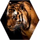 Sticker autocollant tête de Tigre 75x75 cm
