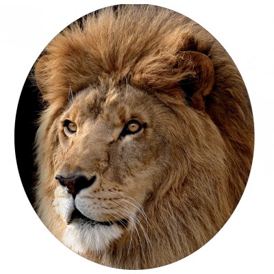 Sticker autocollant Tête de Lion 100x90 cm