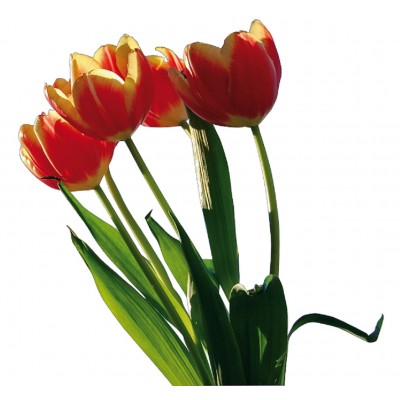 Sticker autocollant tulipes 100x100 cm
