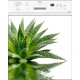 Sticker lave vaisselle plante verte 60x60 cm