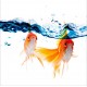 Sticker lave vaisselle déco poissons rouges 60 x 60 cm.
