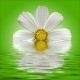 Sticker autocollant pour lave vaisselle décoration fleur 60 x 60 cm.
