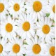 Sticker autocollant lave vaisselle Marguerites 60 x 60 cm.