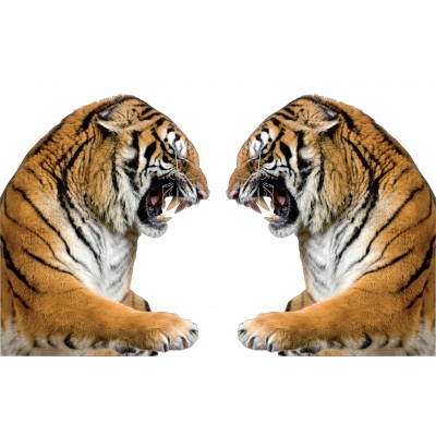 Sticker autocollant 2 Tigres 75x120 cm