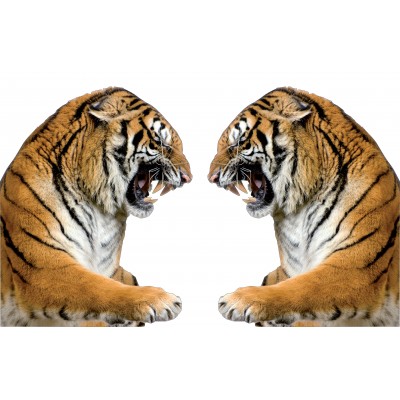 Sticker autocollant 2 Tigres 75x120 cm