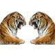 sticker autocollant décoration Tigres 125 x 75 cm.