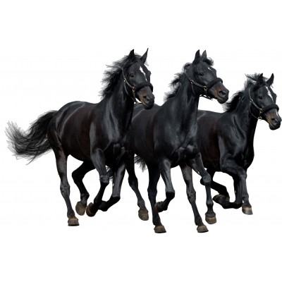 Sticker autocollant trois chevaux noirs 100x150 cm