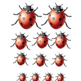 Stickers autocollant décoration insectes 12 coccinelles.