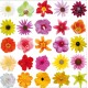 Sticker lave vaisselle décoration Fleur 60 x 60 cm. 