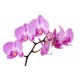 Sticker autocollant orchidée 65x89 cm