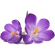 Sticker autocollant nature fleurs violettes 56x89 cm