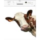 Sticker lave vaisselle déco tête de Vache 60x60 cm.