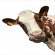 Sticker lave vaisselle déco tête de Vache 60x60 cm.