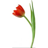 Sticker tulipe rouge