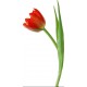 Sticker tulipe rouge