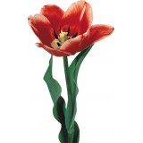 Sticker tulipe 58x95cm 