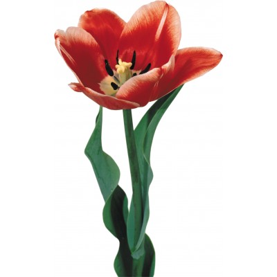 Sticker autocollant tulipe 95x58 cm