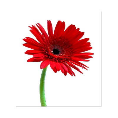 Sticker autocollant fleur rouge 70x45 cm