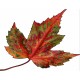 Sticker autocollant feuille d'automne 82x83 cm