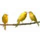 Sticker trois canaris 65x31cm 