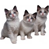 Sticker trois chatons 90x72cm