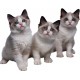 Sticker trois chatons 90x72cm