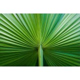 Stickers nature feuille 90x135cm 