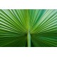 Sticker autocollant feuille de palmier 90x135 cm 