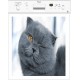 Sticker déco lave vaisselle Tête de Chat réf 0301 60x 60 cm  