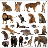 Sticker déco lave vaisselle Animaux de la jungle 60x 60 cm 