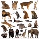 Sticker déco lave vaisselle Animaux de la jungle 60x 60 cm 