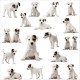 Sticker autocollant pour lave vaisselle décoration chiots 60 x 60 cm. 