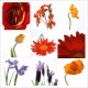 Sticker autocollant pour lave vaisselle décoration Fleurs 60 x 60 cm. 