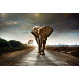 Sticker Géant panoramique éléphant 130x190 cm 