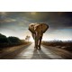 Sticker Géant panoramique éléphant 120x175 cm.