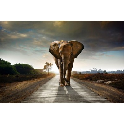 Sticker autocollant déco éléphant 120x175 cm