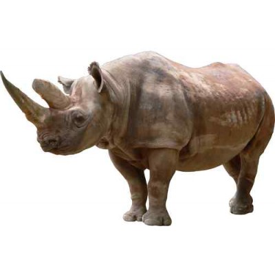 Sticker autocollant rhinocéros 85x125 cm