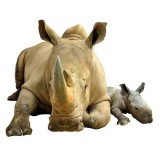 Sticker rhinocéros réf RR 100x125 cm 