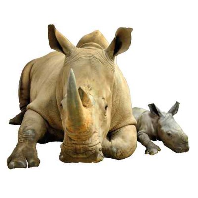 Sticker déco rhinocéros et son bébé 100x125 cm