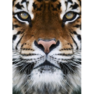 Sticker autocollant Tigre 125x170 cm