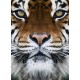 Sticker autocollant Tigre 125x170 cm