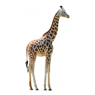 Stickers autocollant Girafe 130x72 cm